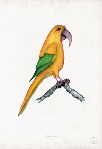 Parrot Prints
